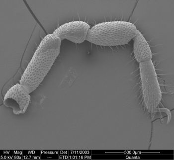 Media type: image; Invertebrate Zoology 134644